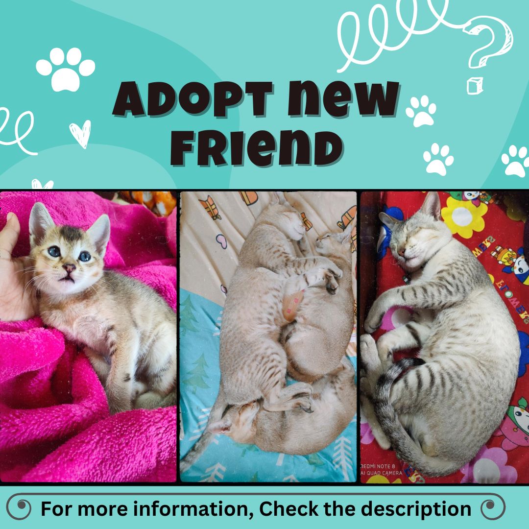 cat-adoption-jbf